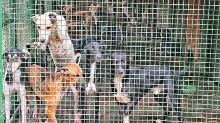 Animal Birth Control centres, sterilisation drive, stray dog shelters, Supreme Court dog ruling, Delhi dog management, stray dog menace, dog bite safety measures, Delhi-NCR dog rehabilitation, dog shelters infrastructure, stray dog control measures, municipal dog policies, dog welfare in Delhi, delhi news, India news, Indian express, current affairs