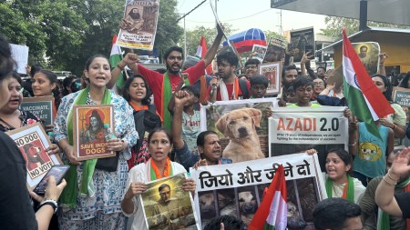 ‘Not strays, they belong to us...’