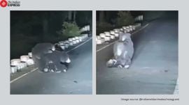 Mother bear refuses to leave cub hit by speeding car in Madhya Pradesh