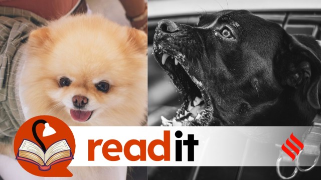 the one hand, there are those who insist that stray dogs are essentially friendly and should be cared for like all living beings, and on the other are those who point out the dangers stray dogs can pose. (Unsplash)