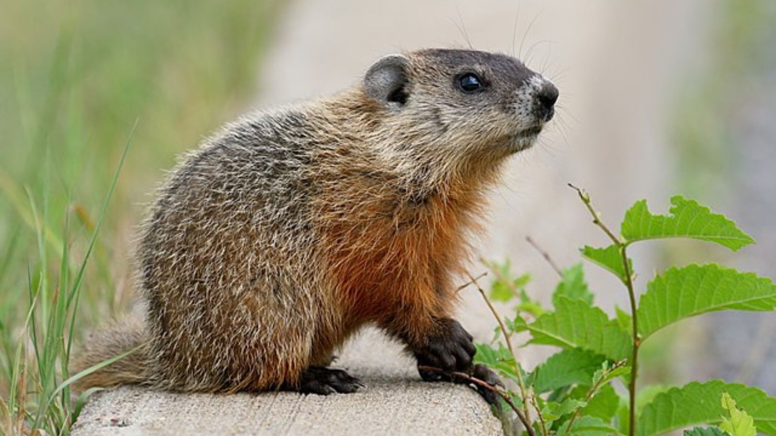 Groundhog Steals Car Keys, Prompting Villagers' Rescue Mission