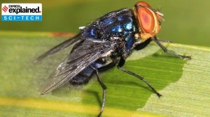 US confirms its first human case of flesh-eating New World screwworm: What is this parasite?