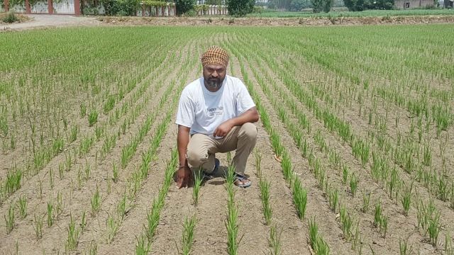The government had set an ambitious target of bringing 5 lakh acres under DSR this year.