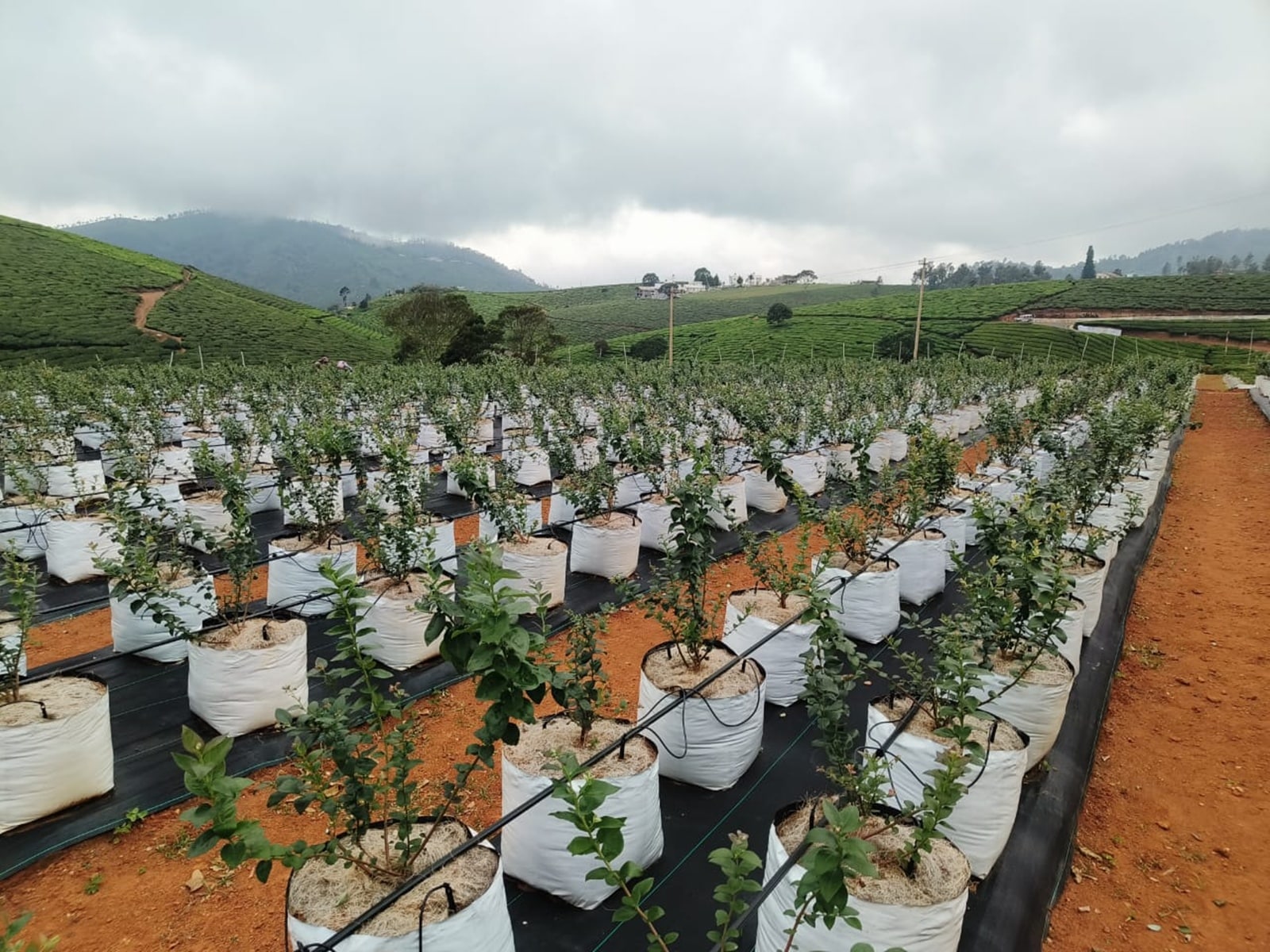 Daniel Jai Suraj planted 30,000 blueberry saplings in Ooty