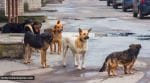 stray dog