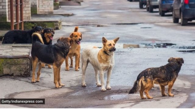 Stray dogs