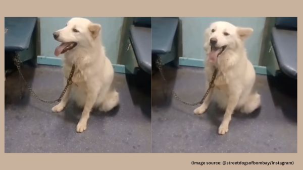 The dog began barking and lunging at people as they tried to board, leading to panic among passengers (Image source: @streetdogsofmumbai/Instagram)