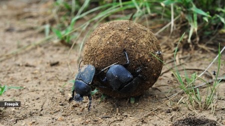 Discover five animals with extraordinary navigation skills