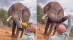 Spanish tourist pours beer into elephant’s trunk in Kenya
