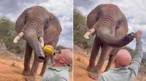 Spanish tourist pours beer into elephant’s trunk in Kenya