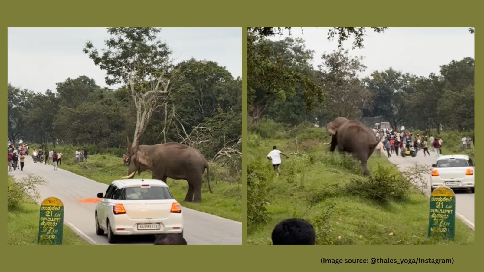 The tourist shared that the elephant was calmly eating carrots he had picked up from a truck (Image source: @thales_yoga/Instagram)