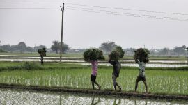 Opening India's agriculture to a free-for-all would have serious repercussions for the sector