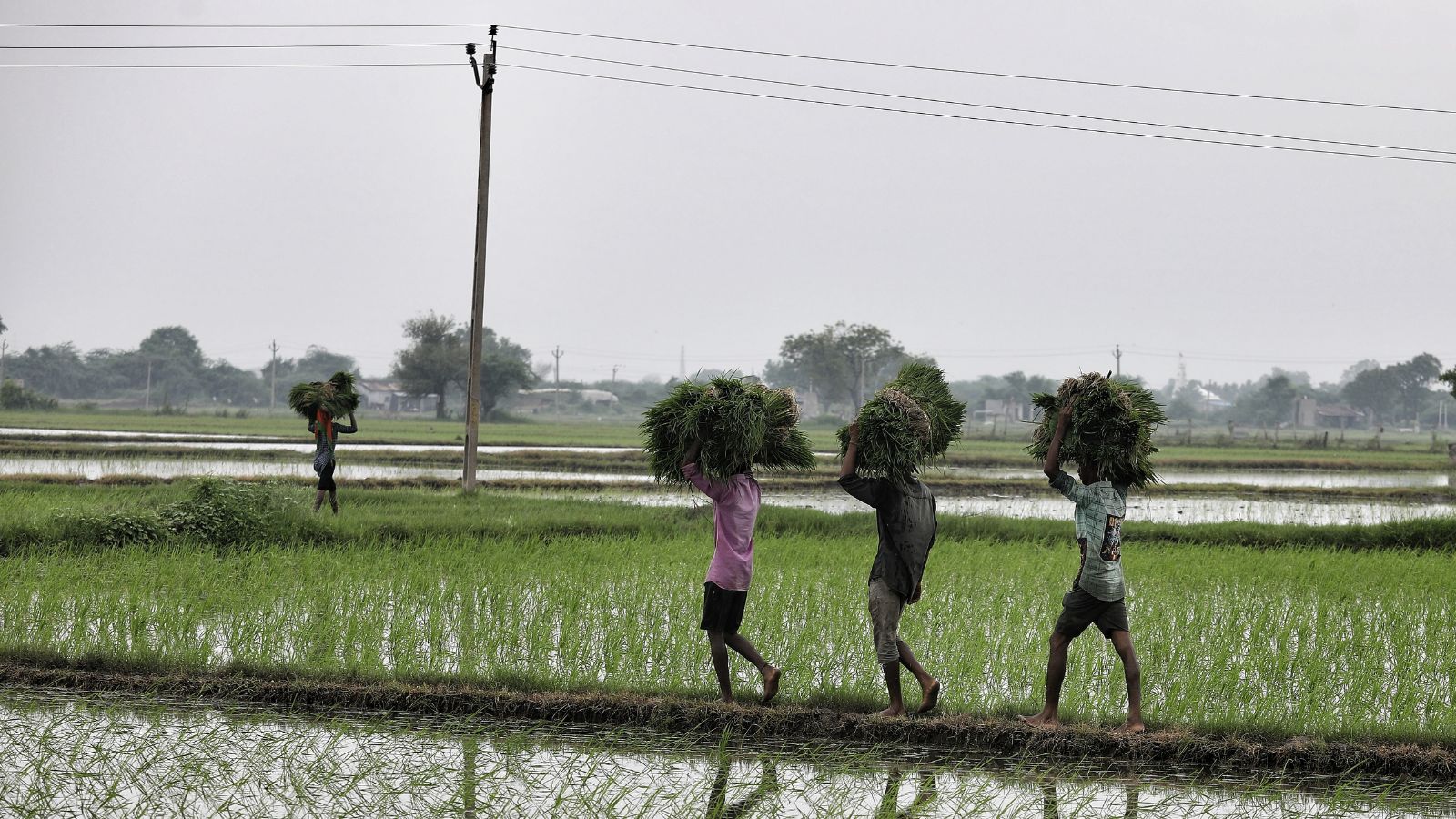 Maharashtra Farmers Cool to Crop Insurance Scheme After Changes