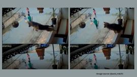 The children continue running, seemingly unaware of any threat, while the German Shepherd intervenes (Image source: @acid_mid/X)