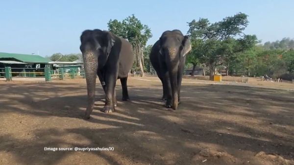 The clip shows the elephants walking side-by-side while flapping their ears at Theppakadu Elephant Camp at Mudumalai, Nilgiris (Image source: @supriyasahuias/X)