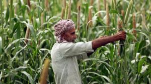Ethanol produced from maize as feedstock has been given a premium price over ethanol produced from sugar or molasses. (File Photo)