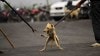 New three-judge bench of SC to hear Delhi-NCR stray dogs matter today