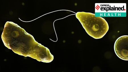 Kerala: Naegleria fowleri enters the body through the nose, usually when people are swimming.