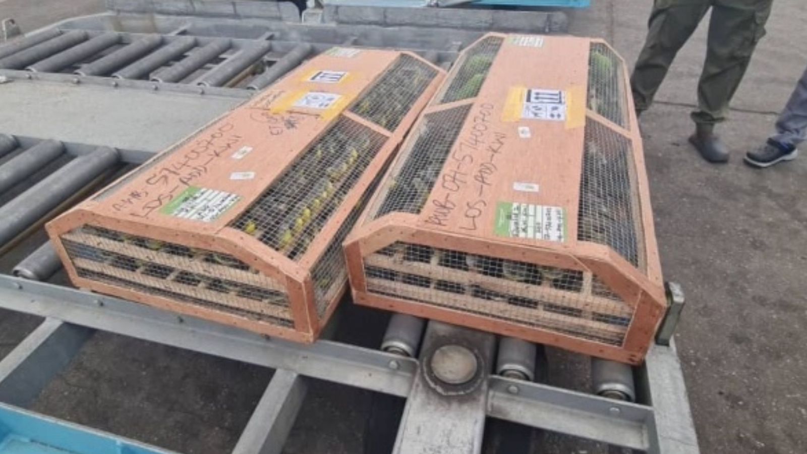 Nigeria Seizes 1,600+ Birds Bound for Kuwait