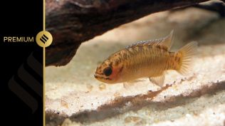 Dario urops: Dario urops is a micro-predatory fish. Beta Mahatvaraj