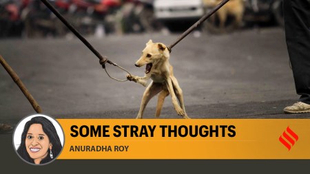 A starring role in the Mahabharata hasn’t cut much ice for strays in the ages since.