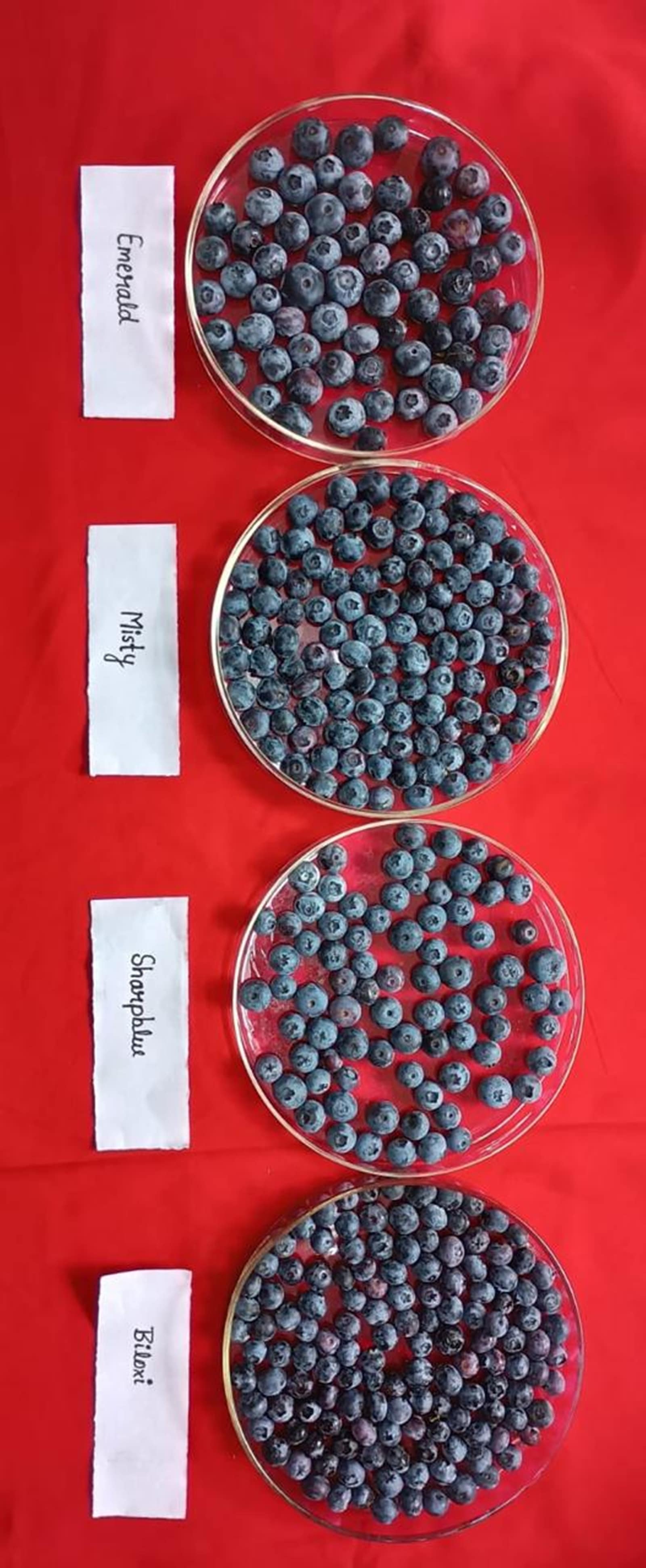 Varieties of blueberries being cultivated on trial at the Punjab Agricultural University (PAU) in Ludhiana.
