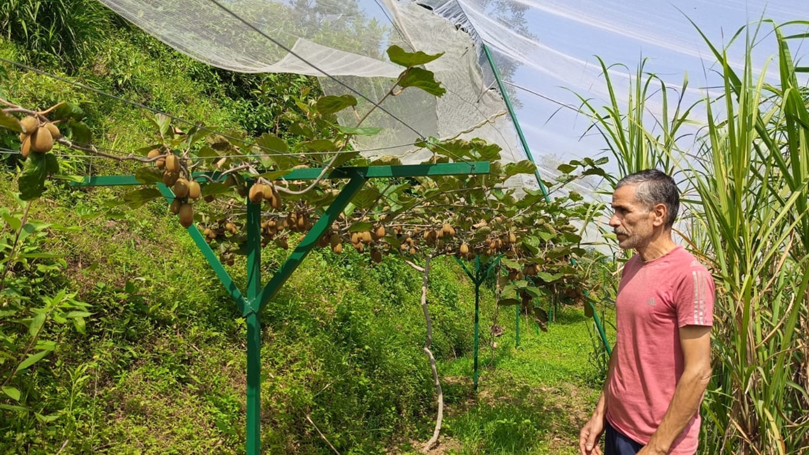 Kiwi Cultivation: Uttarakhand Farmers Eye Success, Subsidy Boost