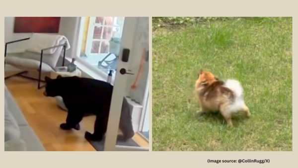 The video garnered over four million views, winning plaudits for the tiny dog (Image source: @CollinRugg/X)