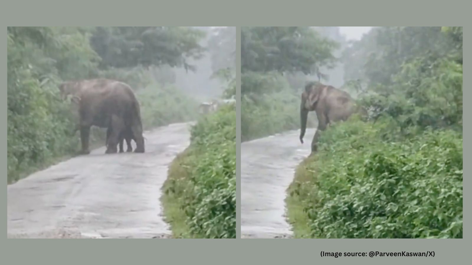 Elephant Walks With Newborn Calf in Rain, IFS Officer Shares Video