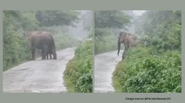 Newborn elephants can weigh up to 122 kg and be 3 feet tall (Image source: @ParveenKaswan/X)