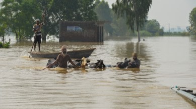 Punjab floods: People with their cattle wade through a waterlogged area following heavy rainfall in Kapurthala on Thursday