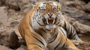 Two people were killed within a week in Uttar Pradesh’s Sitapur district, reportedly by a tiger suspected to have strayed from the South Kheri forest division