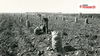 Potato harvest in Idaho, 1920 (Source: Wikipedia)
