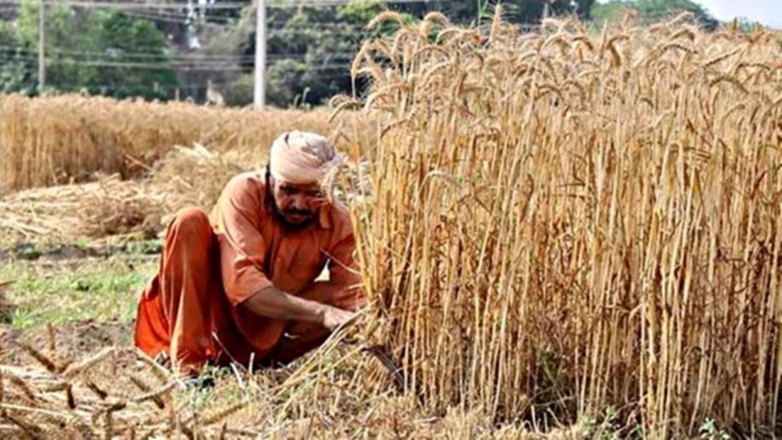 Punjab Sees Rise in Water-Saving Rice Farming