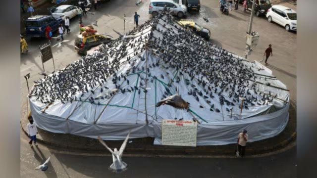 The ongoing civic drive comes against the backdrop of the Bombay High Court directives on July 30, directing BMC to lodge FIRs against those who “illegally” and in a “defiant” manner feed pigeons across Mumbai's feeding areas, despite the policy prohibiting it.
