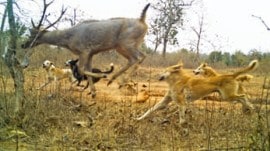 A camera-trap shows a pack of dogs attacking an animal in the wild