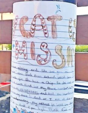 A note for a missing cat pasted on a pillar in Birmingham—which did not go down for a few days as the pet was not yet recovered. (Sandeep Dwivedi)