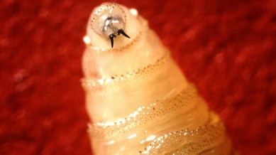 screwworm
