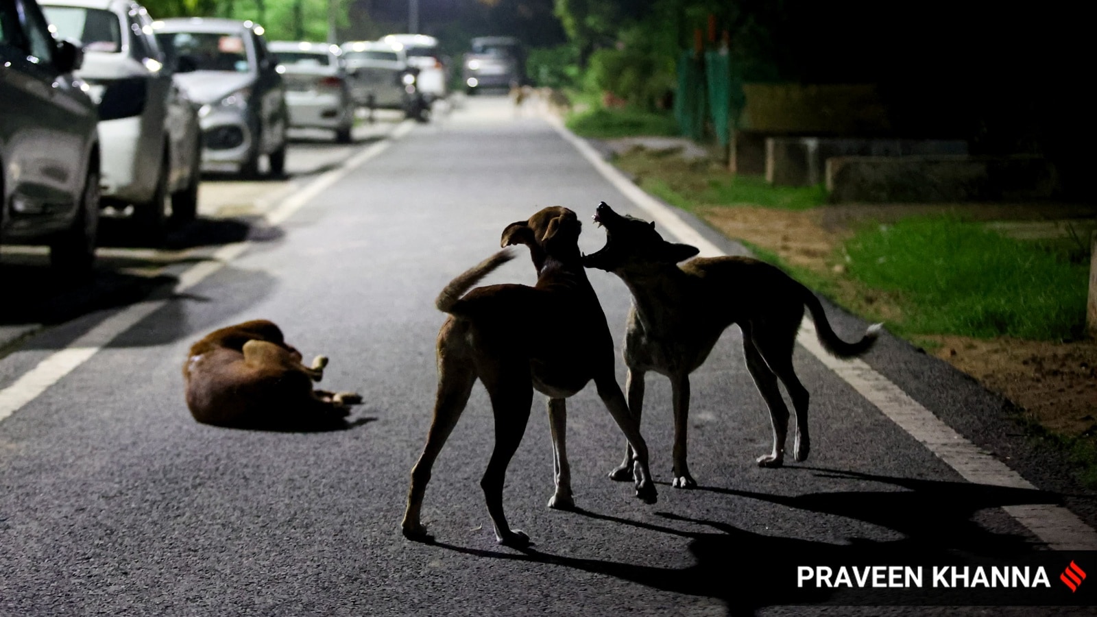 Supreme Court to Examine Plea on Delhi Community Dog Vaccination
