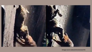The stray dog fiercely took down the leopard in Nashik, Maharashtra (Image source: @nextminutenews7/X)