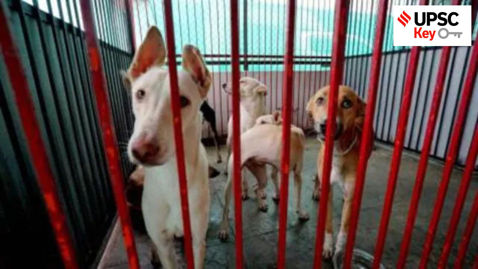 SC on stray dogs, Etalin hydroelectric project, and Climate change