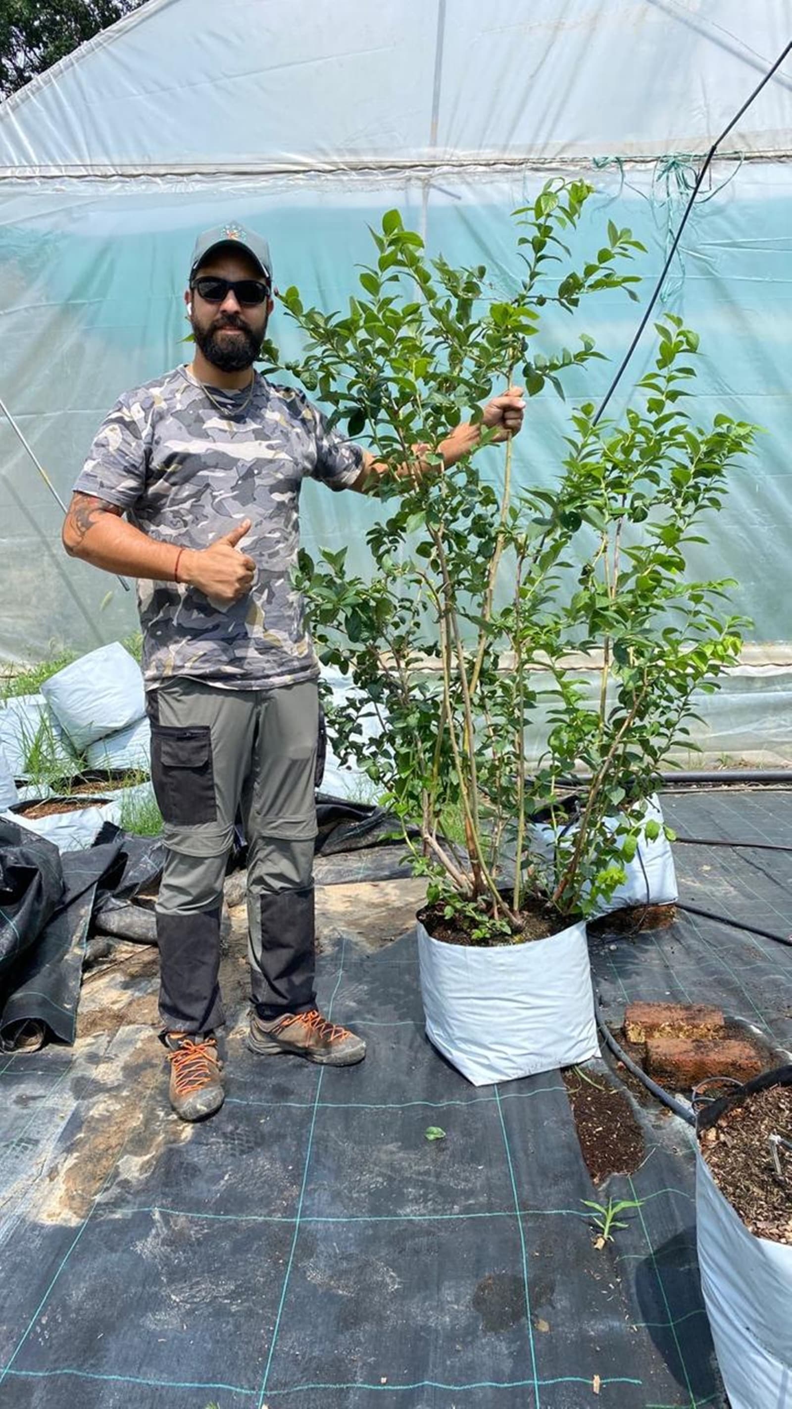 Vishal Thakur, a former engineer, started growing blueberries at his family’s orchard in Himachal Pradesh’s Dharabag village in 2022.