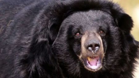 The police said Reang received injuries to his face and leg in the wild bear attack.