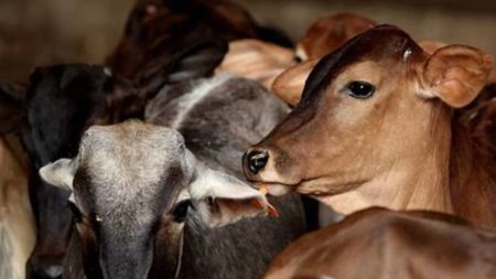 Cow pious... slaughter can have severe repercussions: Punjab & Haryana HC