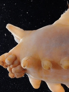 8 Most Fascinating Creatures Found In The Wild