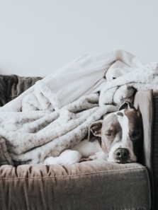 What Your Dog’s Sleeping Position Says About Them