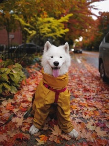 How to Travel With Your Pet: Do’s and Don’ts