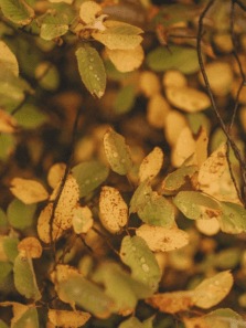 What Happens To The Body When You Chew Tulsi Leaves On An Empty Stomach?
