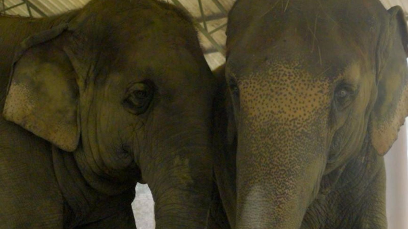 Supreme Court Hears Petitions on Elephant Relocation, Vantara Operations