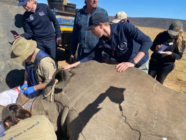 The injections being administered to rhinos.